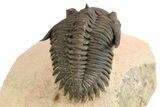 Detailed Metacanthina Trilobite - Lghaft, Morocco #252525-4